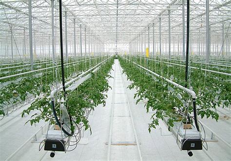 Автоматизированные теплицы в тренде