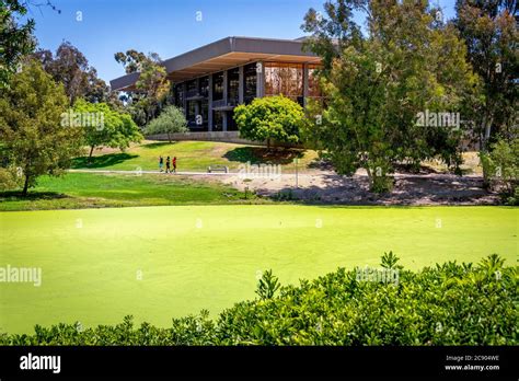 Duckweed Covered Lake In Huntington Beach Central Park With Central