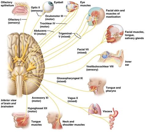 PNS Cranial Nerves Flashcards Quizlet