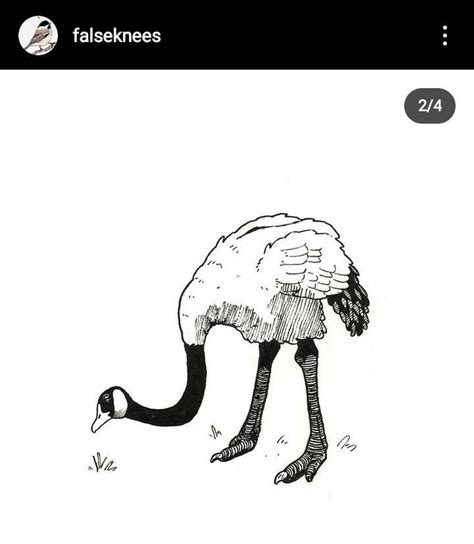 If Canadian Geese became flightless large birds, art by False Knees