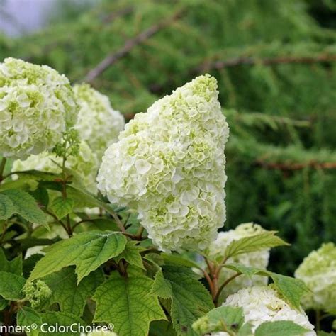 oakleaf hydrangea   grow care  hydrangea quercifolia
