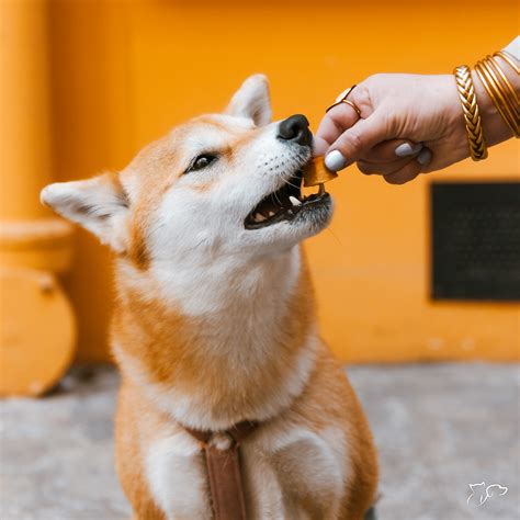 Consejos De Salud Para Perros Y Gatos