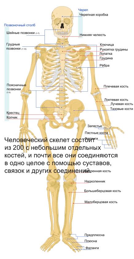 Скелет поясов и свободных конечностей. Полные уроки — Гипермаркет знаний