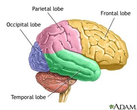 Neuroscience Exam 1 Flashcards Quizlet