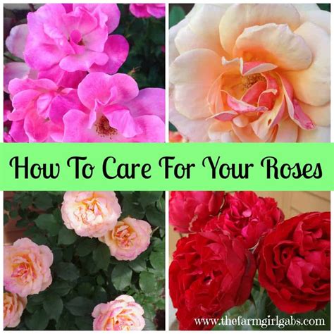 Simple Rose Care Tips & Techniques