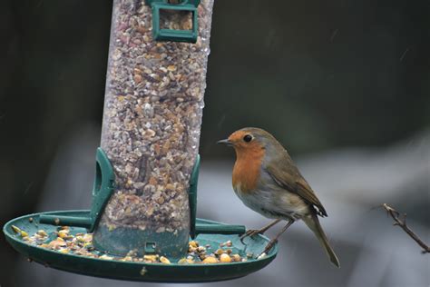 Comment Attirer Les Rouges Gorges Dans Son Jardin