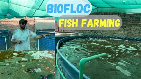 Biofloc Fish Farming In Pakistan Fish Farming In Pakistan Urban