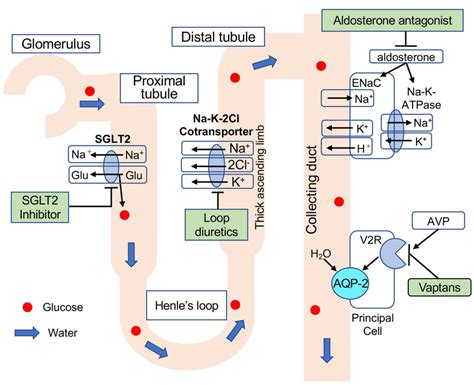 Point of action and mechanism of each diuretic. Loop diuretics inhibit ...