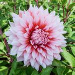 Buy Holland Festival Dahlia | Decorative Dahlias | Breck's