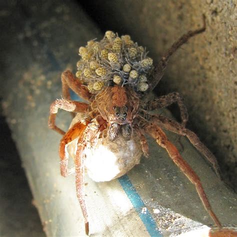 "Wolf spiders carry their eggs attached to the spinnerets at the end of ...