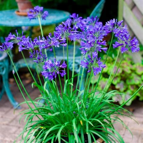 Agapanthus Brilliant Blue Hardy Blue Nile Lily