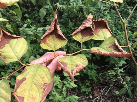 Could New Research Provide Solution To Invasive Japanese Knotweed