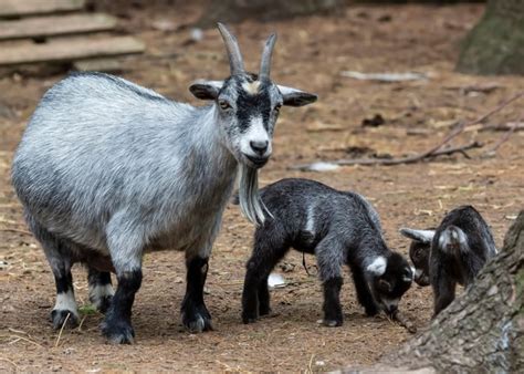 Pygmy Goat What You Need To Know About This Miniature Breed