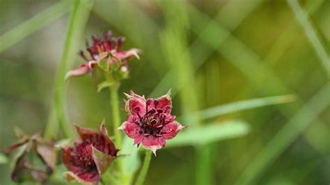 Sumpf Blutauge Ist Blume Des Jahres 2025