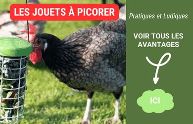 Cadeau Poule Des Id Es Pour Les Fans Des Poulettes