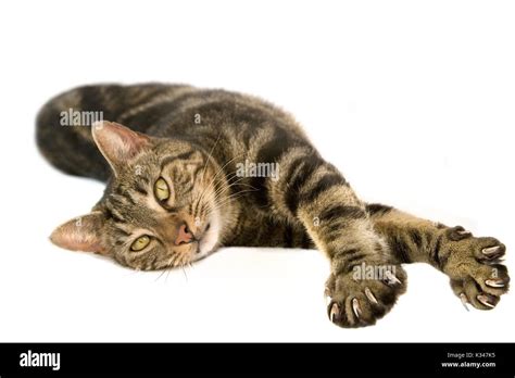 Stabby cat stretching and showing its claws Stock Photo - Alamy