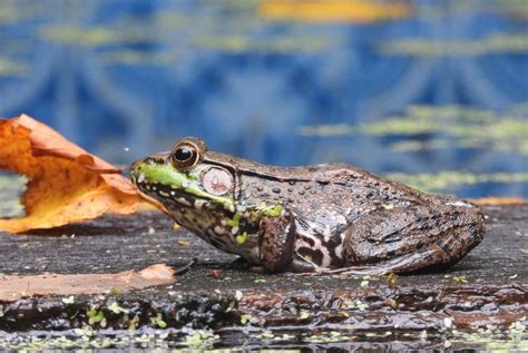 Tympanum Frog