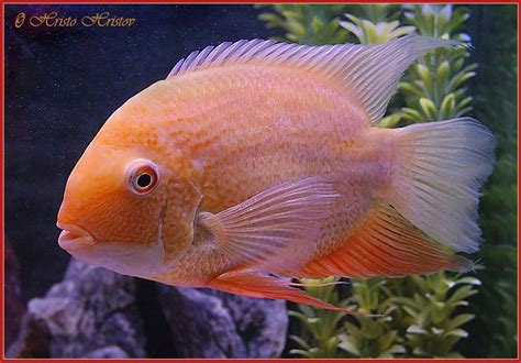 Budidaya Ikan Severum Banded Chidhlid