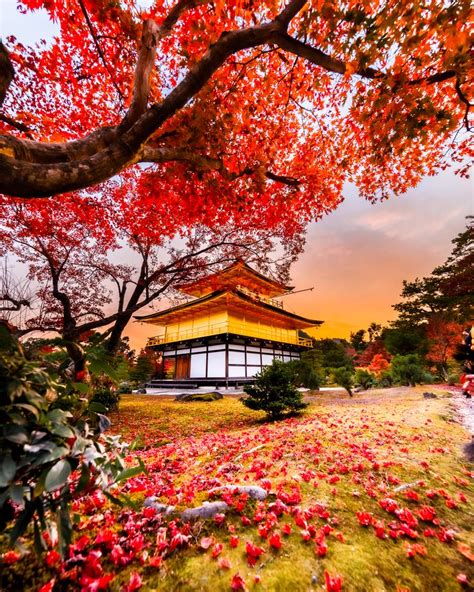 Top 10 Momiji Photo Spot In Japan Kinkaku Ji The Golden Pavillon In