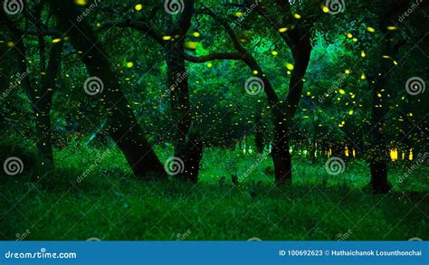 Fireflies In The Bush At Night At Prachinburi Province Thailand Stock