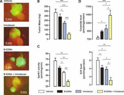 Effects of camptothecin and B-5354c on growth of established ...