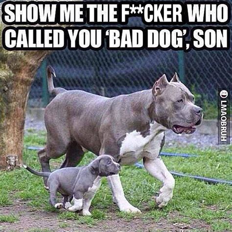 Bad Dog Bad Dog Funny Animal Pictures Animal Jokes