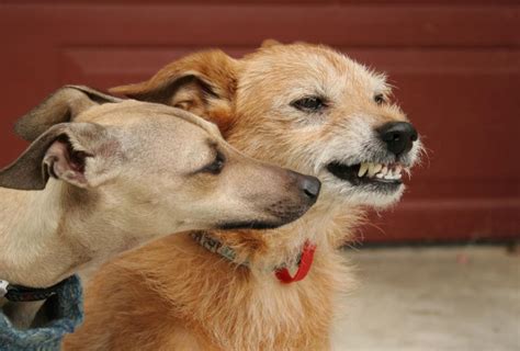 Cane Che Ringhia Per Gioco Cosa Significa Interpretazioni