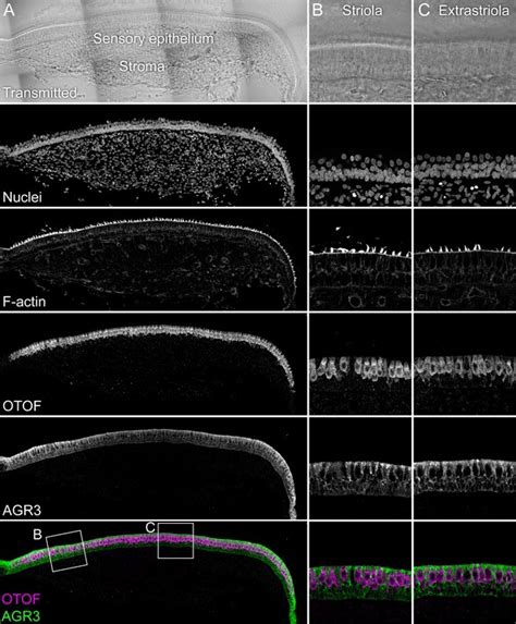 figures  data  single cell proteomics reveals