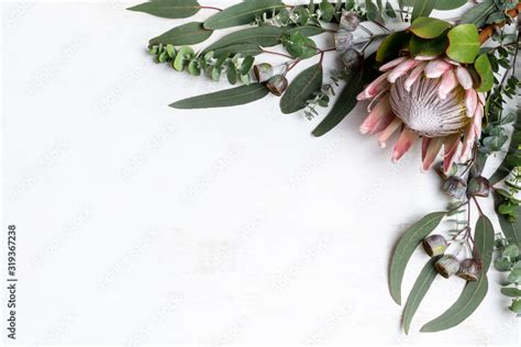 Beautiful pink King protea surrounded by Australian native eucalyptus ...