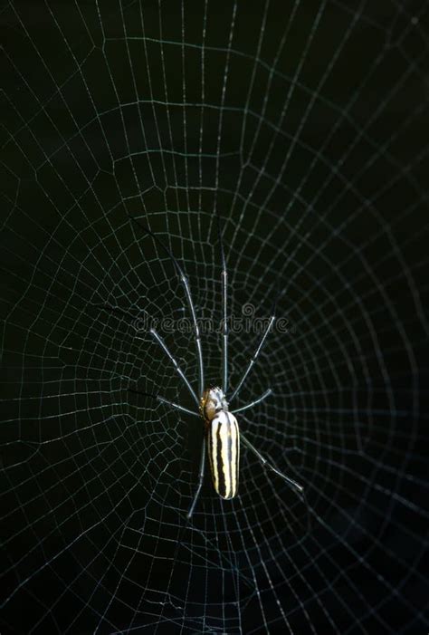 Giant Banana Spider stock photo. Image of legs, banana - 25405048