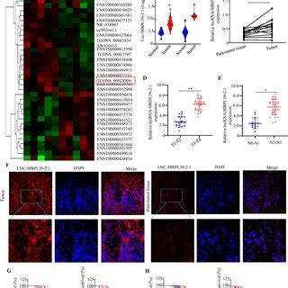 Lnc MRPL39 2 1 Promotes NPC Cell Proliferation And Invasion A