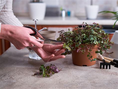 Mastering the Art of Plant Propagation: A Step-by-Step Guide to Taking ...