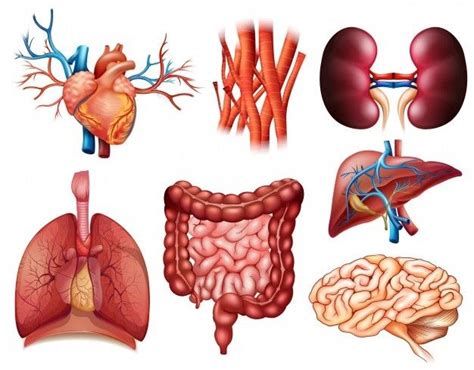 Organos Del Cuerpo Humano Arcon