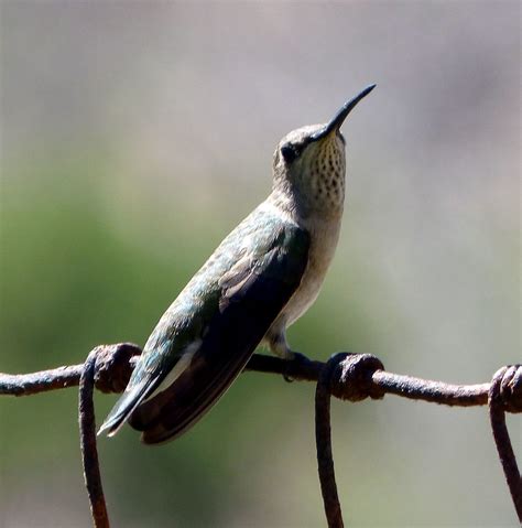 Black Chinned Hummingbird Archilochus Alexandri Female Flickr