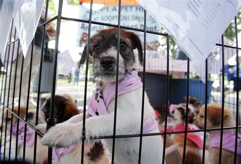 Do Pet Shops Sell Dogs