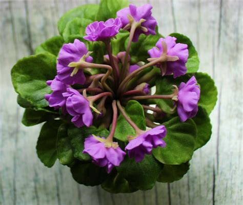 Комнатная фиалка из полимерной глины | Пикабу