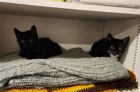 Two brothers we adopted 9 days ago. Newton (Black) and Einstein (B&W
