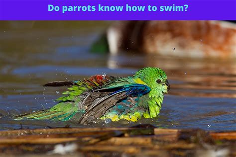 Can Parrots Swim?