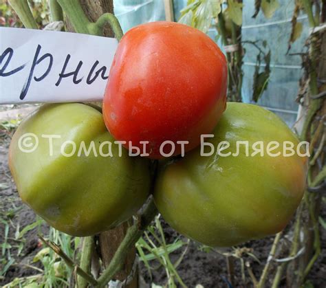Томат Северные • Описание, ОТЗЫВЫ(14), Фото, Семена