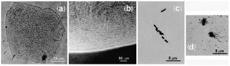 Morphological Traits Of B Cereus Strain Mp01 Colonies Produced On Tra