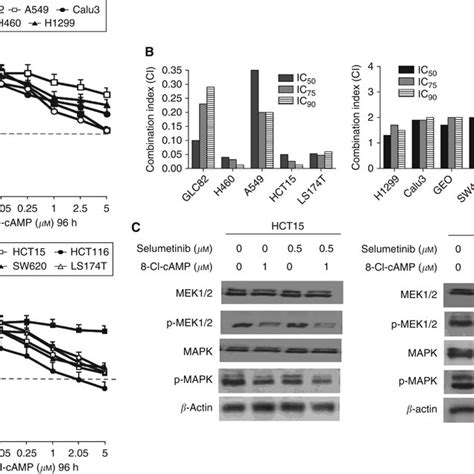 Effects Of Selumetinib On Cell Proliferation In The Panel Of Human A