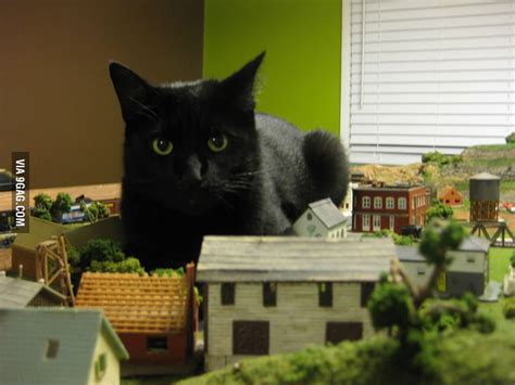 Some Giant Black Pussy GAG