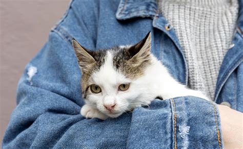 Adopter Un Chat Adulte Conseils Et Bonnes Pratiques