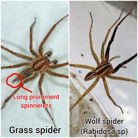 5 commonly confused spiders, and how to distinguish them apart! : r/spiders