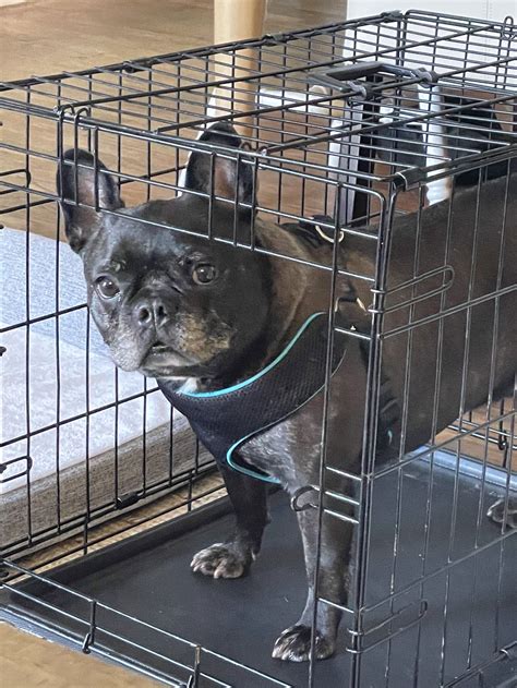 Dog for Adoption - Tank, a French Bulldog in Mccormick, SC | Alpha Paw