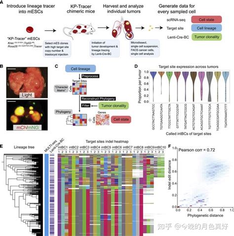 Lineage Tracing Reveals The Phylodynamics Plasticity And Paths Of