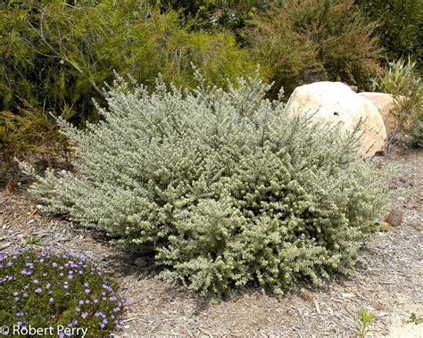 Coast Rosemary Waterwise Garden Planner