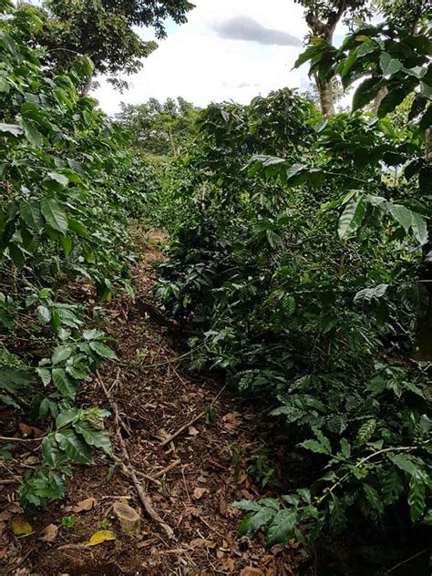 El Salvador Coffee Beans - Espresso & Coffee Guide