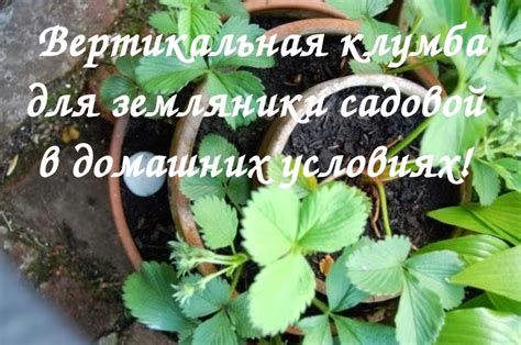 Уральский огород - без особых хлопот!: ЗЕЛЕНЫЙ ПОДОКОННИК КРУГЛЫЙ ГОД!