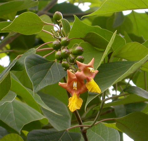 gmelina arborea roxb lamiaceae  photo  flickriver